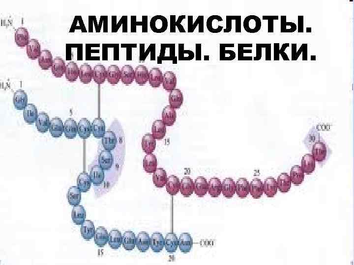 АМИНОКИСЛОТЫ. ПЕПТИДЫ. БЕЛКИ. 