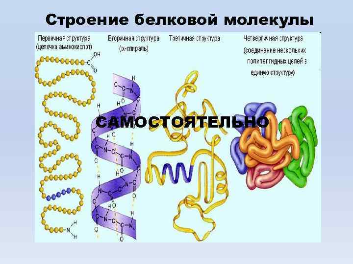 Строение белковой молекулы САМОСТОЯТЕЛЬНО 