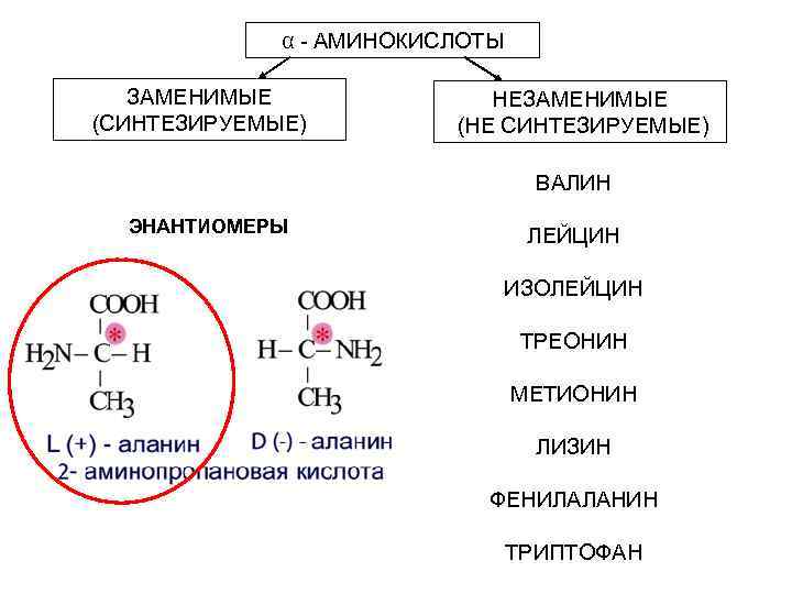 α - АМИНОКИСЛОТЫ ЗАМЕНИМЫЕ (СИНТЕЗИРУЕМЫЕ) НЕЗАМЕНИМЫЕ (НЕ СИНТЕЗИРУЕМЫЕ) ВАЛИН ЭНАНТИОМЕРЫ ЛЕЙЦИН ИЗОЛЕЙЦИН ТРЕОНИН МЕТИОНИН