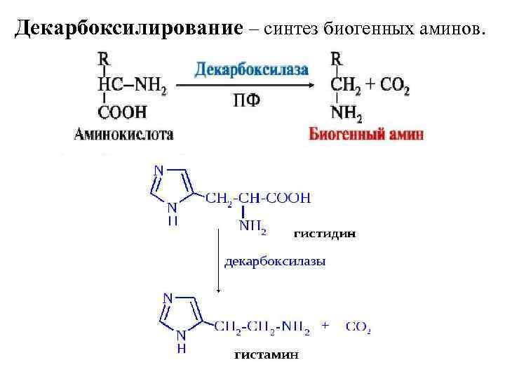 Декарбоксилирование – синтез биогенных аминов. 