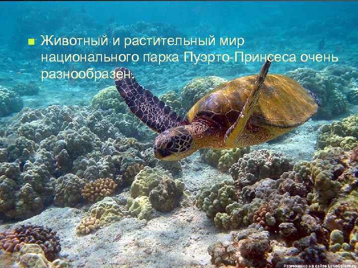 n Животный и растительный мир национального парка Пуэрто-Принсеса очень разнообразен. 