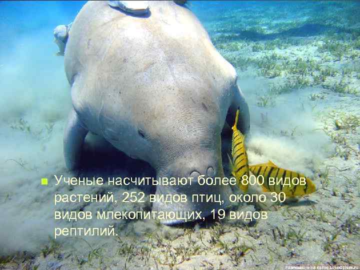 n Ученые насчитывают более 800 видов растений, 252 видов птиц, около 30 видов млекопитающих,