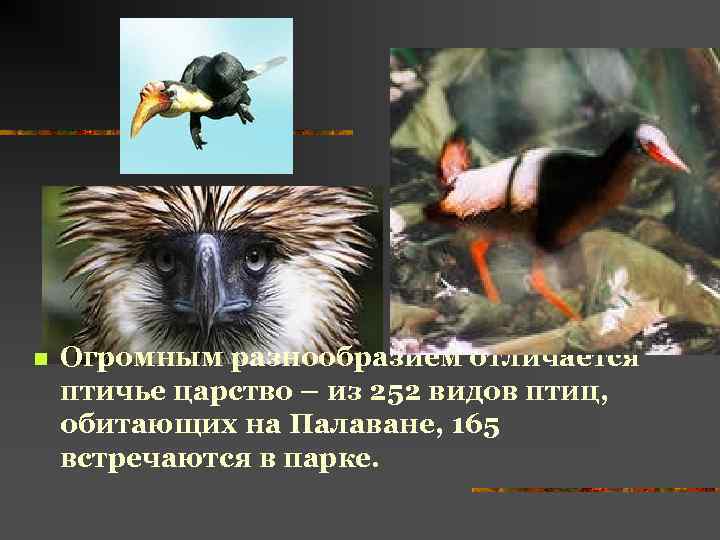n Огромным разнообразием отличается птичье царство – из 252 видов птиц, обитающих на Палаване,