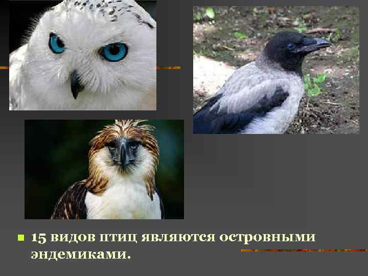 n 15 видов птиц являются островными эндемиками. 