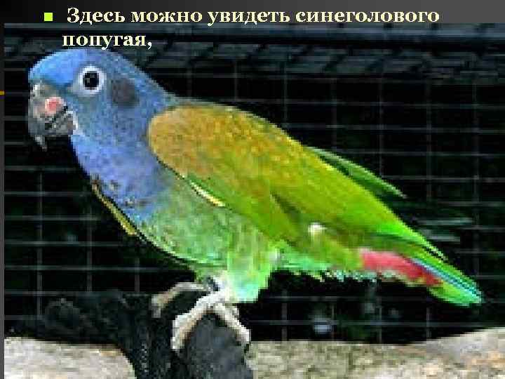 n Здесь можно увидеть синеголового попугая, 