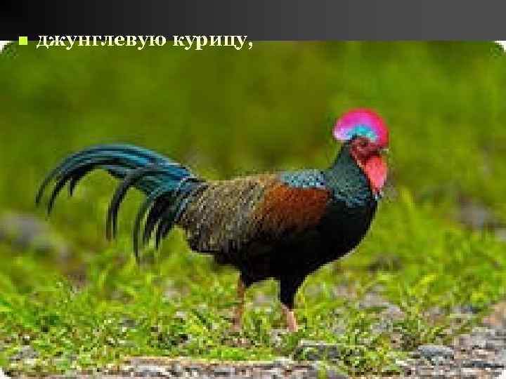 n джунглевую курицу, 