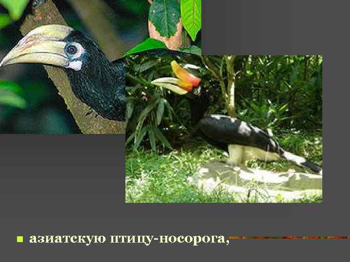 n азиатскую птицу-носорога, 