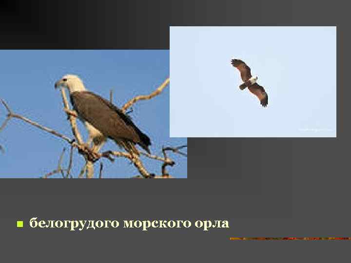 n белогрудого морского орла 