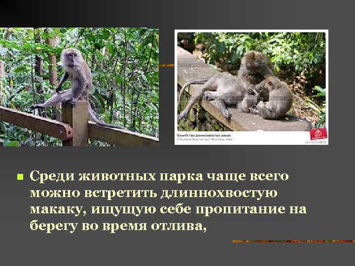 n Среди животных парка чаще всего можно встретить длиннохвостую макаку, ищущую себе пропитание на