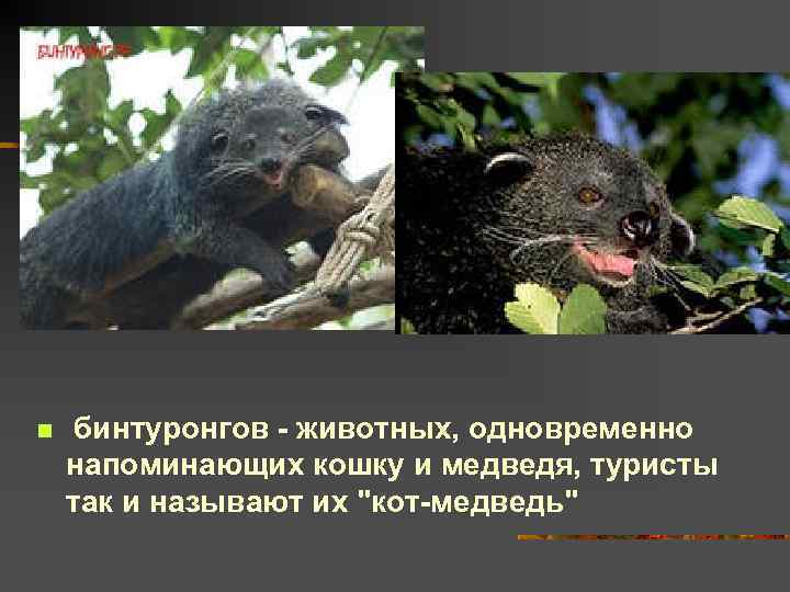 n бинтуронгов - животных, одновременно напоминающих кошку и медведя, туристы так и называют их