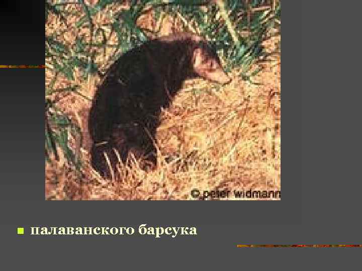 n палаванского барсука 