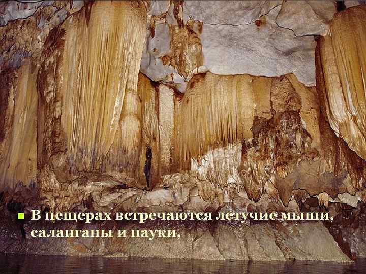 n В пещерах встречаются летучие мыши, саланганы и пауки, 