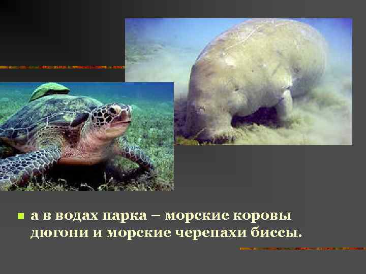 n а в водах парка – морские коровы дюгони и морские черепахи биссы. 