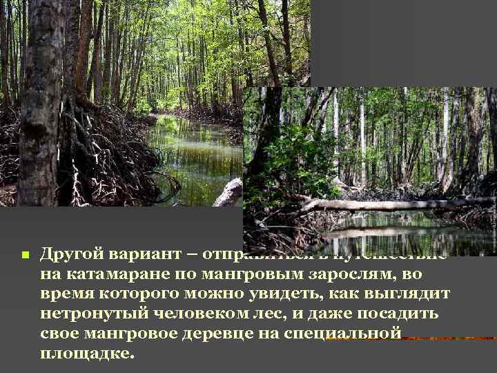 n Другой вариант – отправиться в путешествие на катамаране по мангровым зарослям, во время