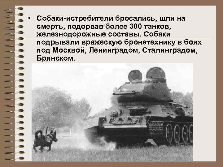  • Собаки-истребители бросались, шли на смерть, подорвав более 300 танков, железнодорожные составы. Собаки