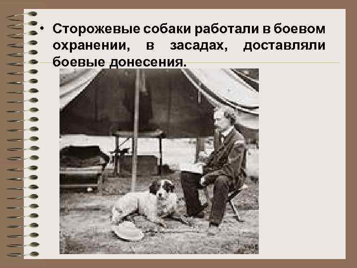  • Сторожевые собаки работали в боевом охранении, в засадах, доставляли боевые донесения. 