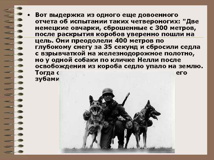  • Вот выдержка из одного еще довоенного отчета об испытании таких четвероногих: "Две