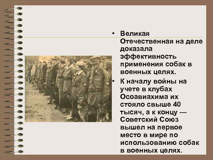  • Великая Отечественная на деле доказала эффективность применения собак в военных целях. •