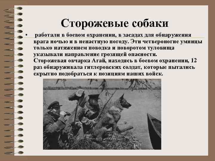 Сторожевые собаки • работали в боевом охранении, в засадах для обнаружения врага ночью и