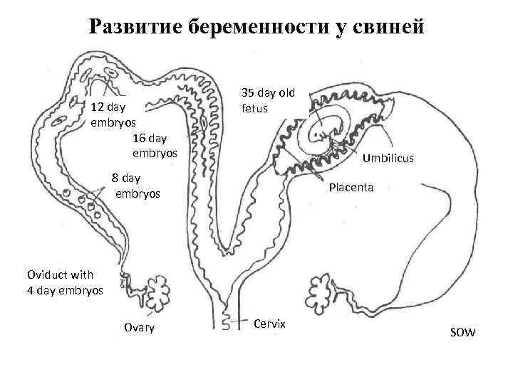 Развитие беременности у свиней 12 day embryos 16 day embryos 35 day old fetus