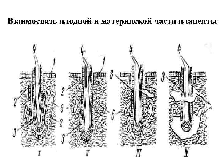 Взаимосвязь плодной и материнской части плаценты 