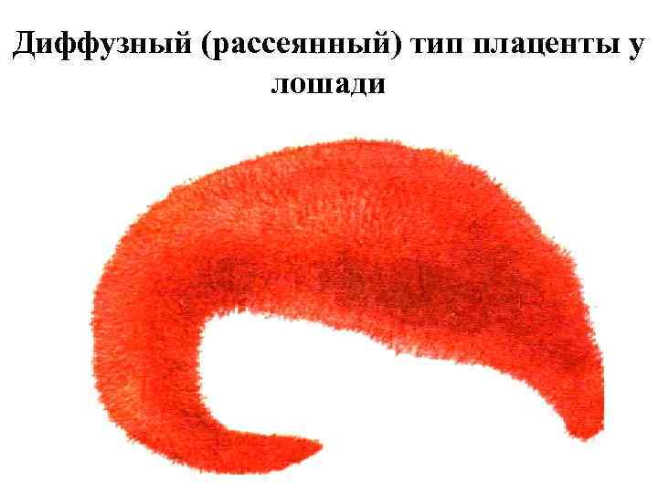 Диффузный (рассеянный) тип плаценты у лошади 