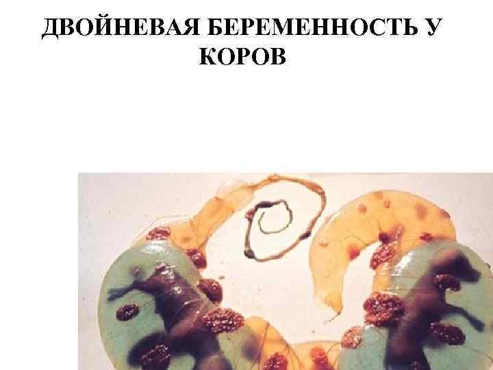 ДВОЙНЕВАЯ БЕРЕМЕННОСТЬ У КОРОВ 
