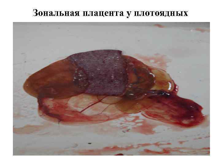 Зональная плацента у плотоядных 