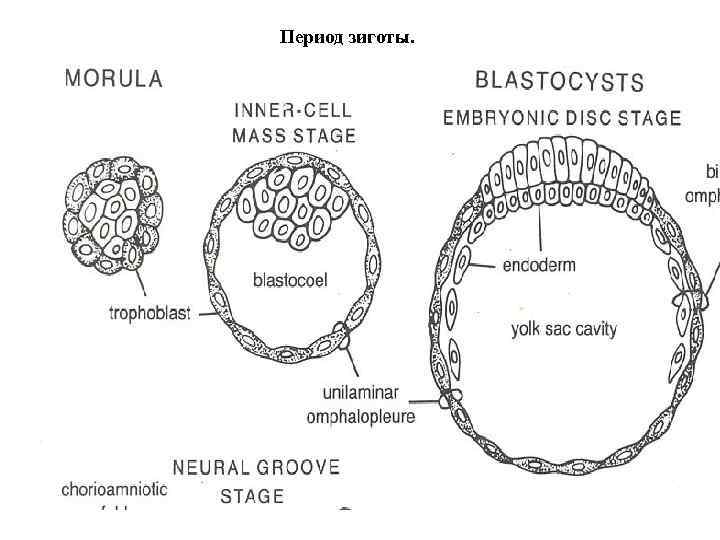 Период зиготы. 