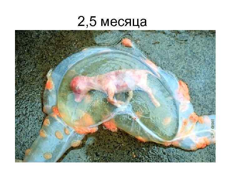 2, 5 месяца 