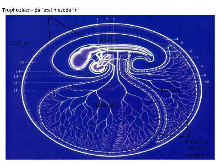 Trophoblast + parietal mesoderm Chorion Amnion Allantois Yolk sac Entoderm + visceral mesoderm 