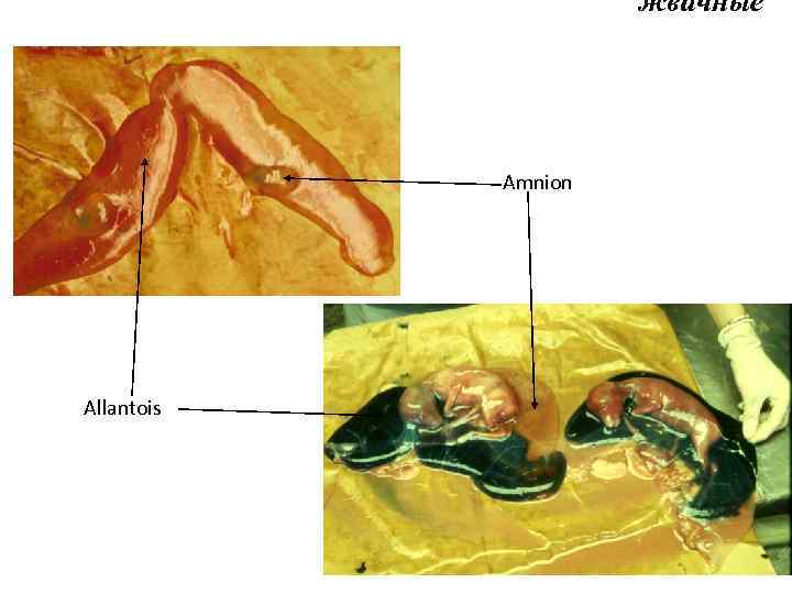 жвачные Amnion Allantois 