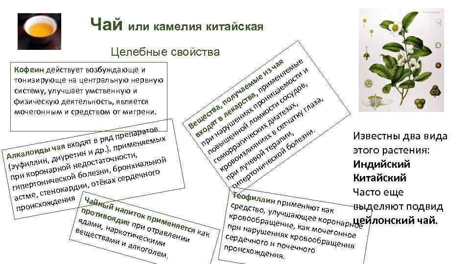 Чай или камелия китайская Целебные свойства е я ча емы и Кофеин действует возбуждающе