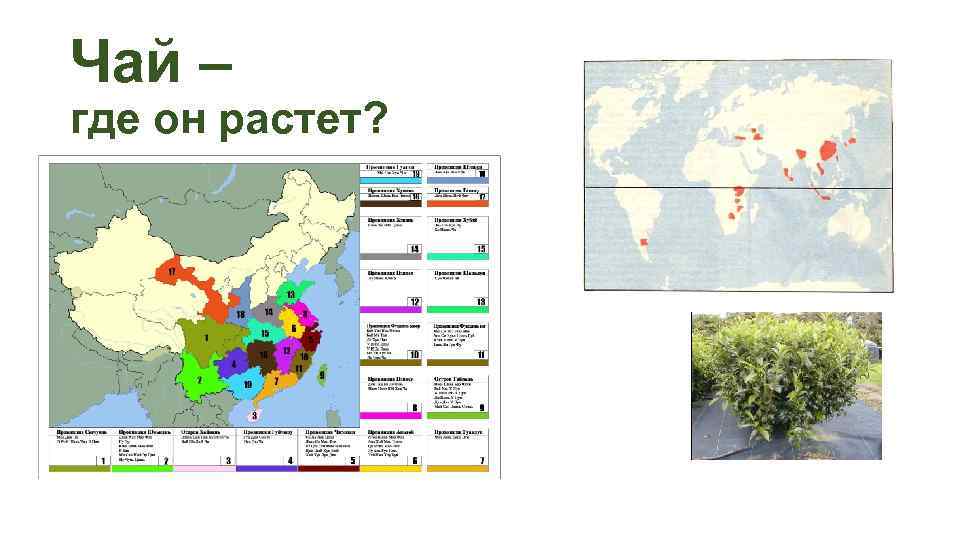 Чай – где он растет? 