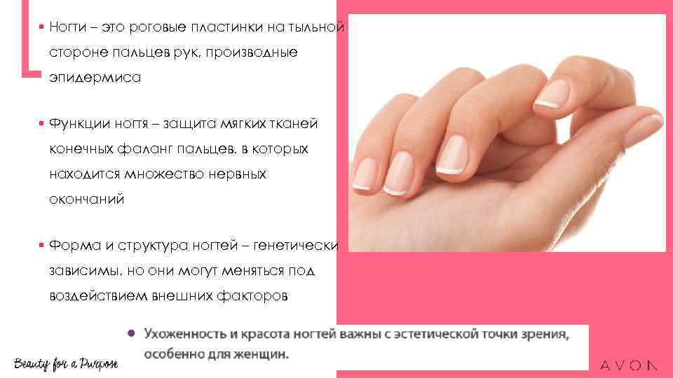 § Ногти – это роговые пластинки на тыльной стороне пальцев рук, производные эпидермиса §