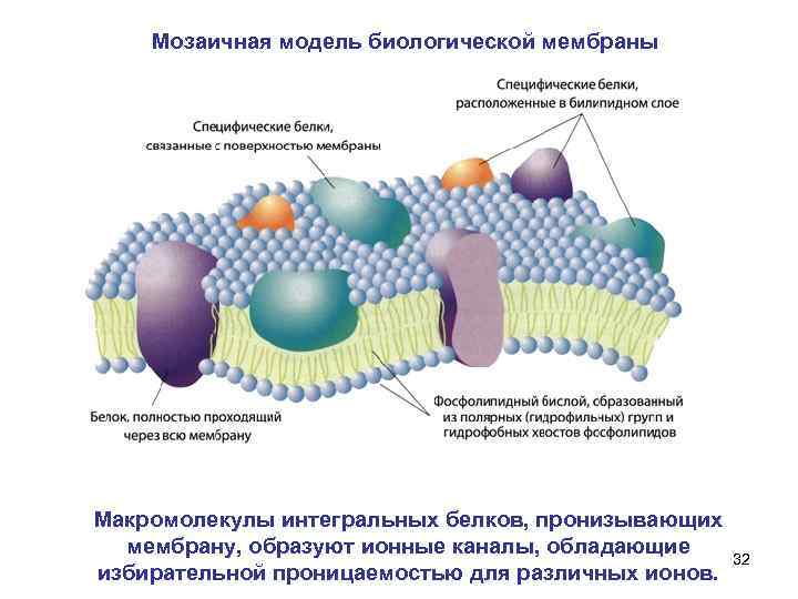 Мозаичная модель биологической мембраны Макромолекулы интегральных белков, пронизывающих мембрану, образуют ионные каналы, обладающие 32