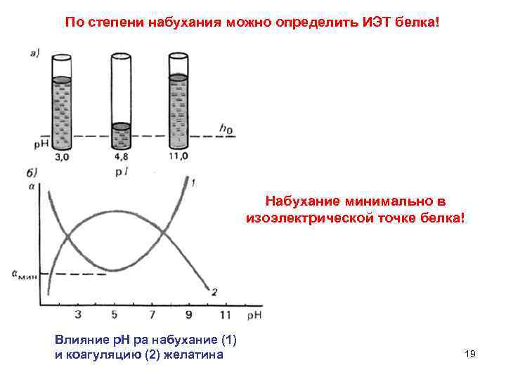 По степени набухания можно определить ИЭТ белка! Набухание минимально в изоэлектрической точке белка! Влияние
