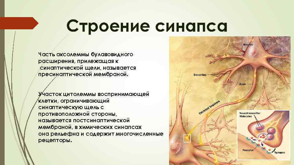 Строение синапса Часть аксолеммы булавовидного расширения, прилежащая к синаптической щели, называется пресинаптической мембраной. Участок