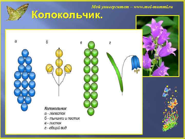 Мой университет – www. moi-mummi. ru Колокольчик. 