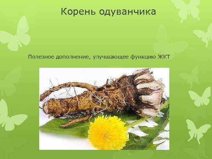 Корень одуванчика Полезное дополнение, улучшающее функцию ЖКТ 