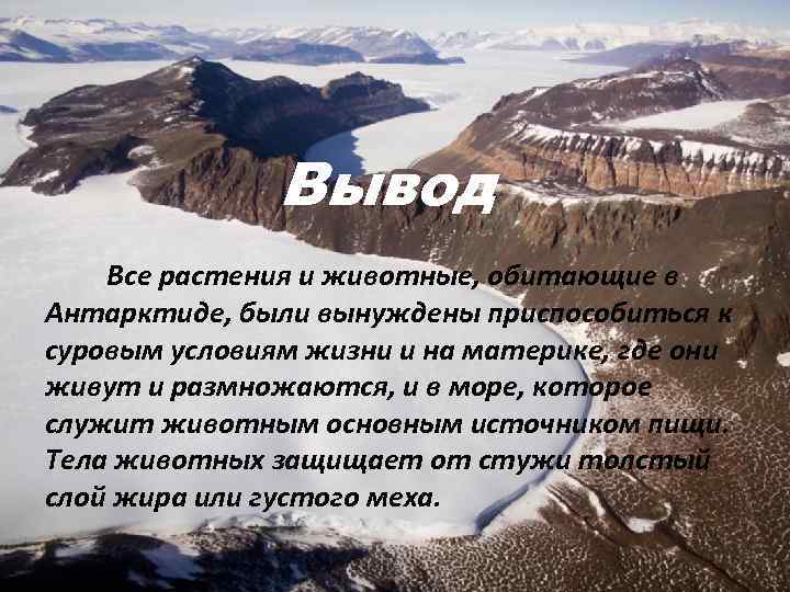 Проект антарктида 5 класс биология