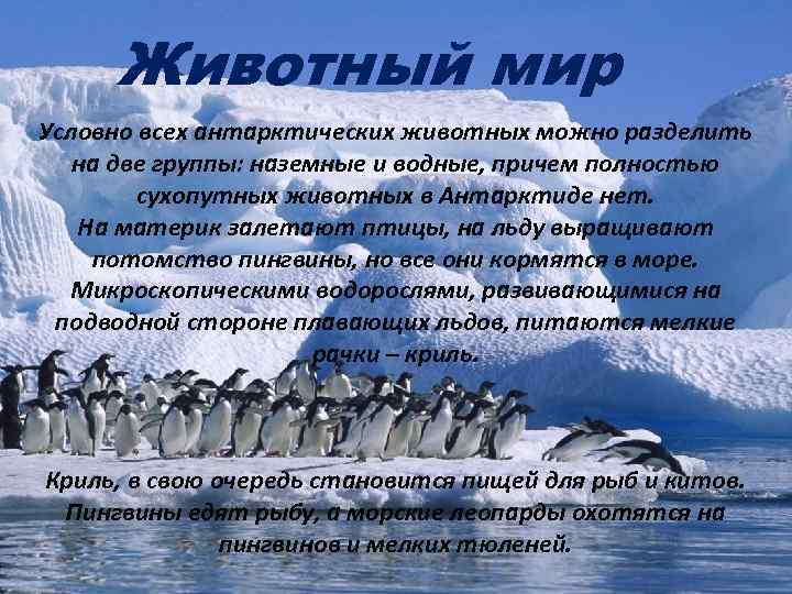 Животный мир Условно всех антарктических животных можно разделить на две группы: наземные и водные,