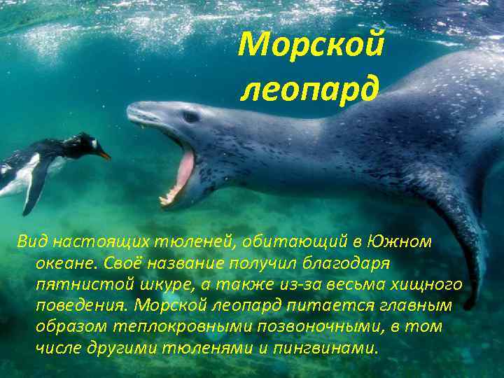 Морской леопард Вид настоящих тюленей, обитающий в Южном океане. Своё название получил благодаря пятнистой