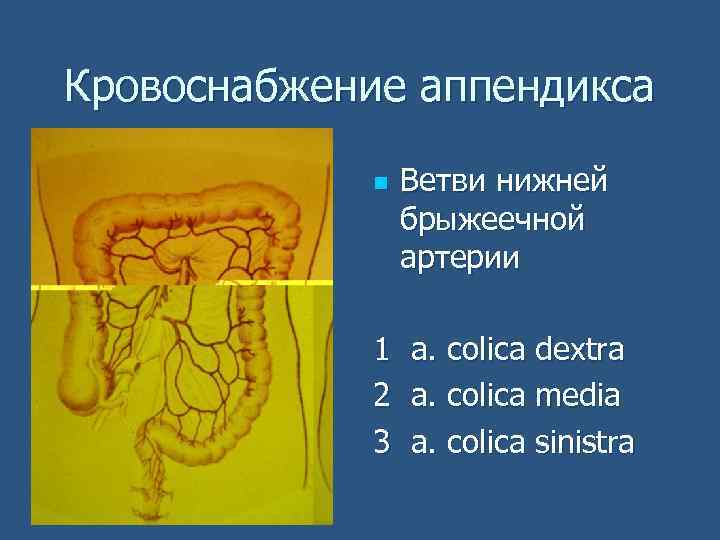 Кровоснабжение аппендикса n Ветви нижней брыжеечной артерии 1 а. сolica dextra 2 а. сolica