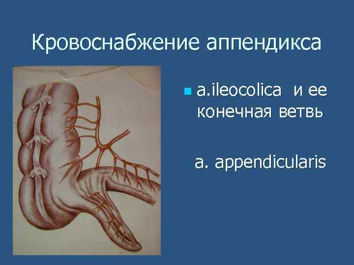 Кровоснабжение аппендикса n а. ileocolica и ее конечная ветвь a. appendicularis 