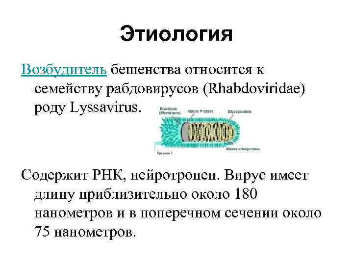 Этиология Возбудитель бешенства относится к семейству рабдовирусов (Rhabdoviridae) роду Lyssavirus. Содержит РНК, нейротропен. Вирус