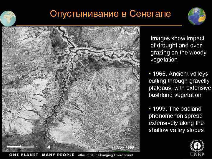 Опустынивание в Сенегале Images show impact of drought and overgrazing on the woody vegetation