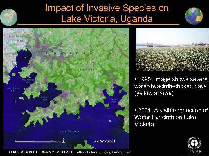 Impact of Invasive Species on Lake Victoria, Uganda These images show water hyacinth infestation
