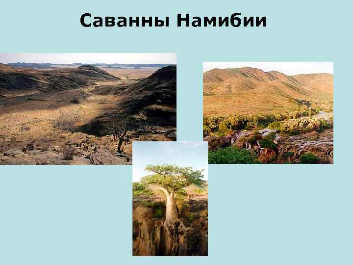 Саванны Намибии 