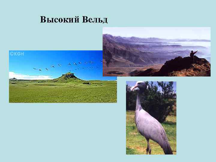 Высокий Вельд 